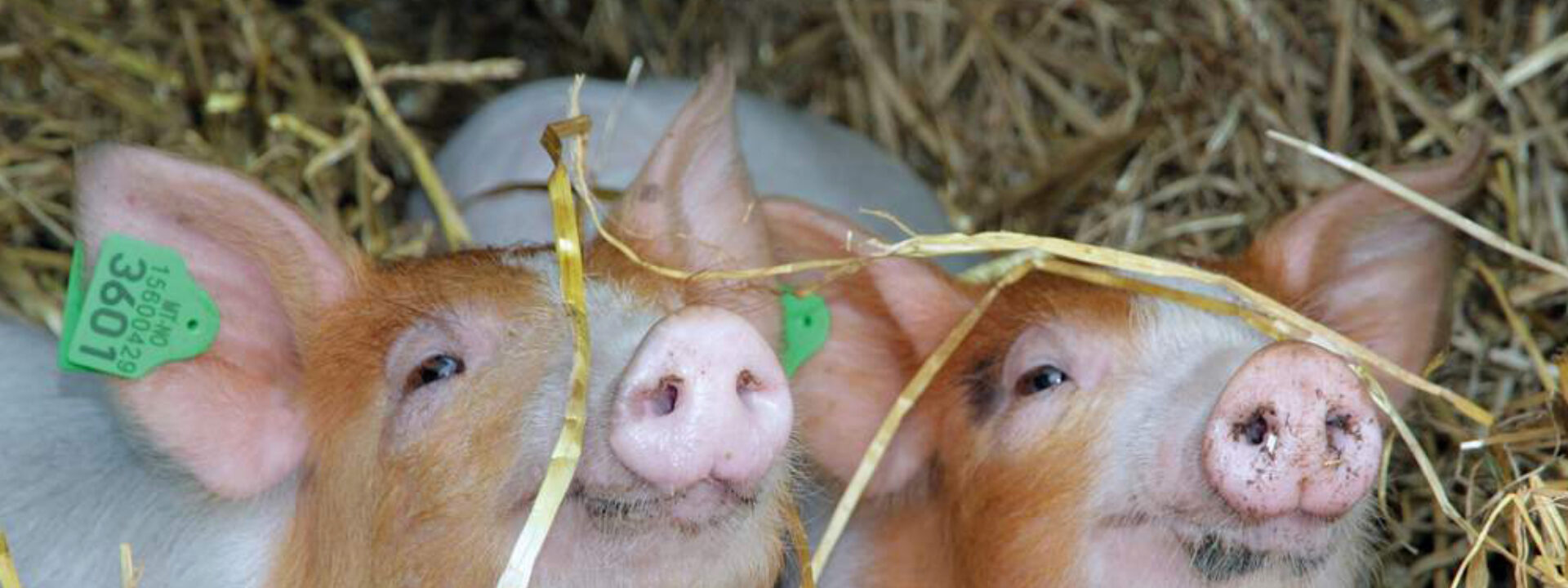 Tingvoll Økopark Gris