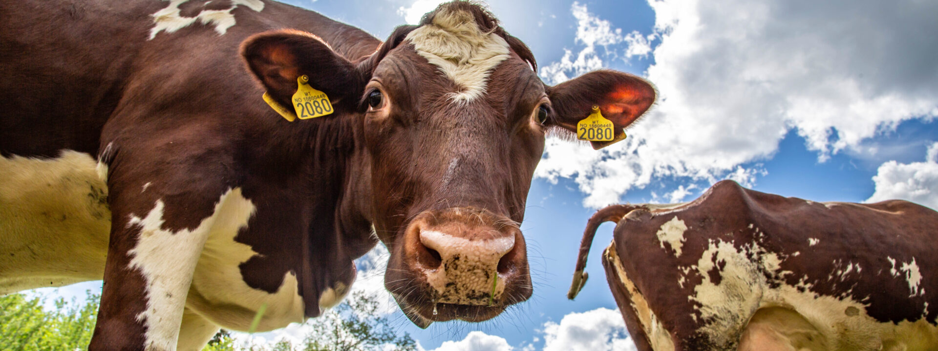 Tingvollost kuer 2017.